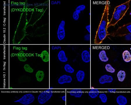 HUABIO HA600139F image 1