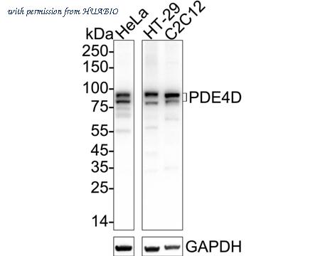 HUABIO HA601001 image 1