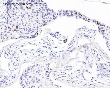 HUABIO HA601018 image 3