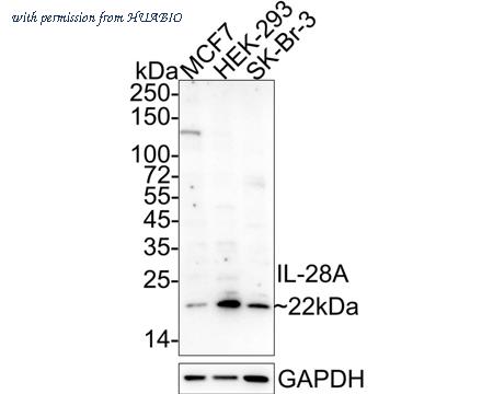 HUABIO HA601026 image 1