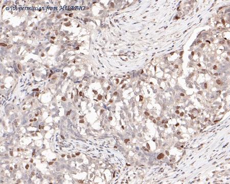 HUABIO HA601028 image 3