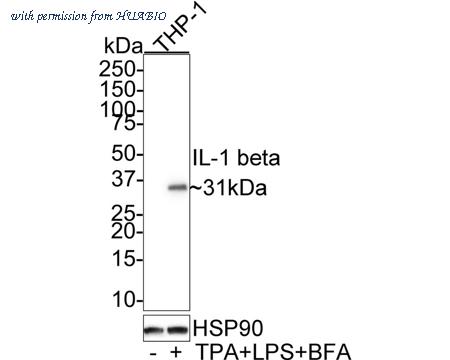 HUABIO HA601035 image 1