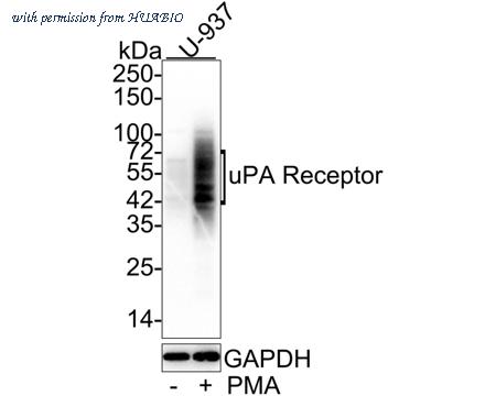 HUABIO HA601039 image 1