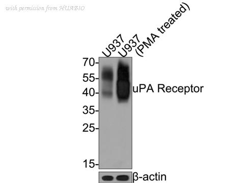 HUABIO HA601040 image 1