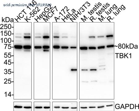 HUABIO HA601044 image 1