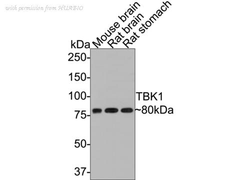 HUABIO HA601045 image 2