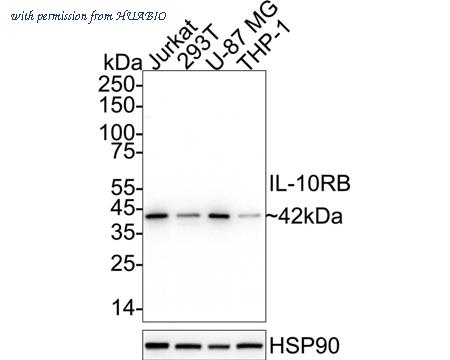 HUABIO HA601061 image 1