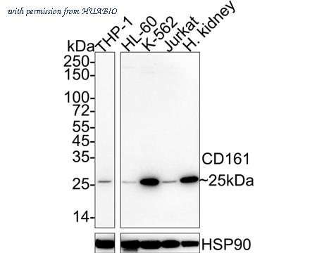 HUABIO HA601063 image 1