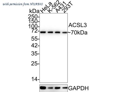 HUABIO HA601069 image 1
