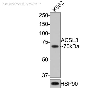 HUABIO HA601070 image 1