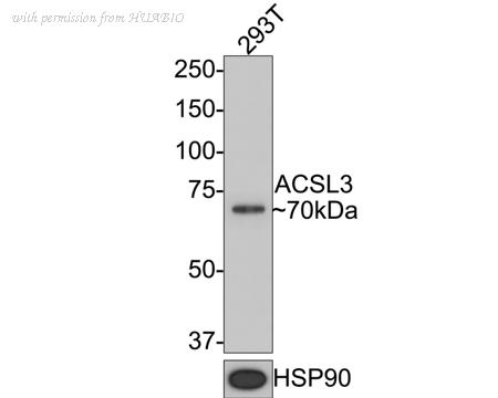 HUABIO HA601070 image 3