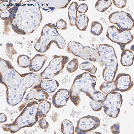 HUABIO HA601072 image 1