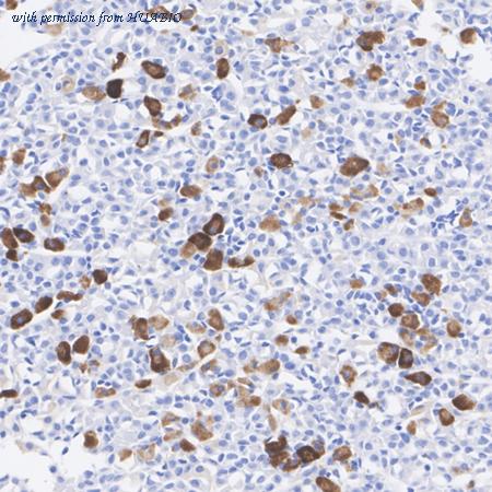 HUABIO HA601072 image 2