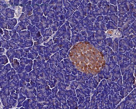 HUABIO HA601074 image 2