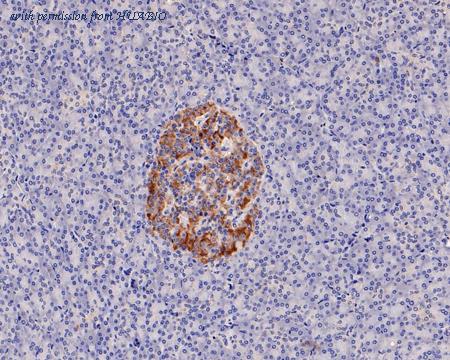 HUABIO HA601074 image 3