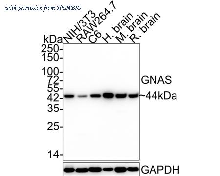 HUABIO HA601075 image 1