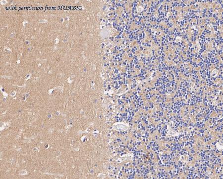 HUABIO HA601075 image 3