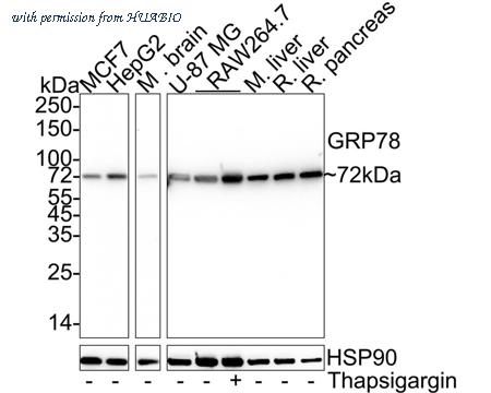 HUABIO HA601076 image 1
