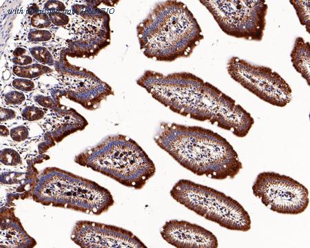 HUABIO HA601076 image 3