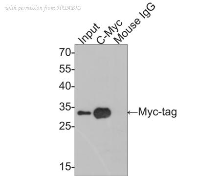 HUABIO HA601081 image 3
