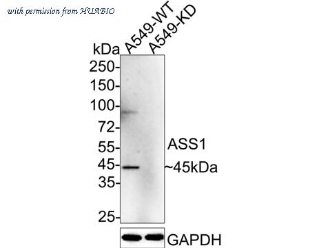 HUABIO HA601101 image 2