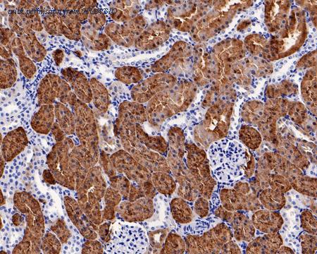 HUABIO HA601101 image 3