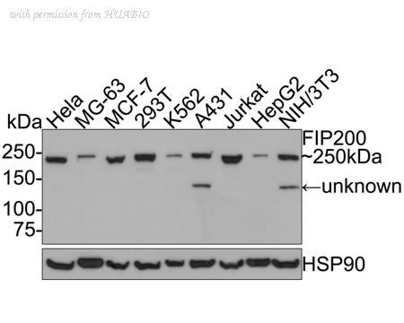 HUABIO HA601107 image 1