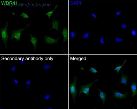 HUABIO HA601116 image 2
