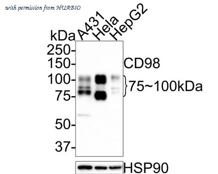 HUABIO HA601125 image 1