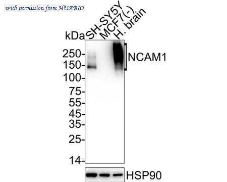 HUABIO HA601126 image 1