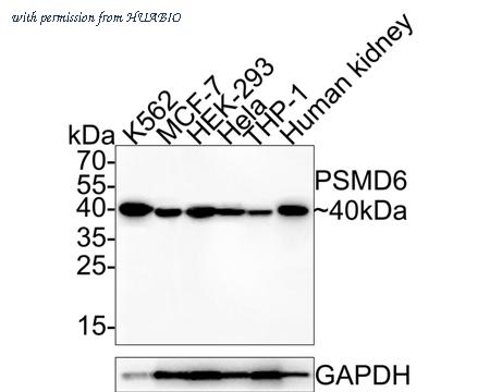 HUABIO HA601127 image 1