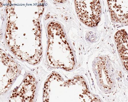 HUABIO HA601127 image 2