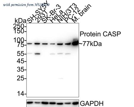 HUABIO HA601128 image 1