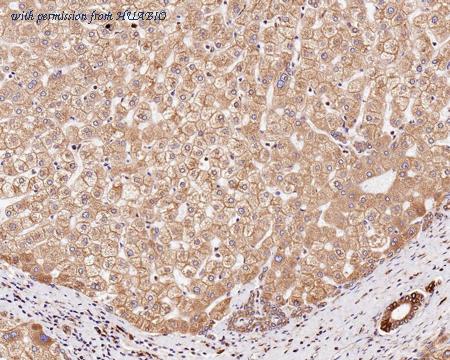 HUABIO HA601129 image 2