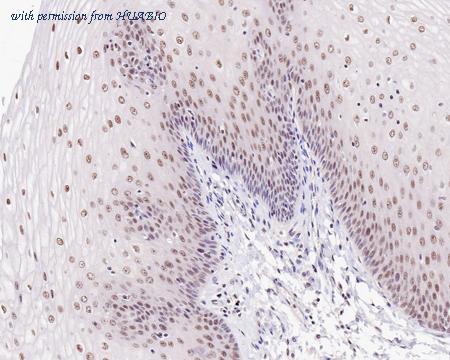 HUABIO HA601130 image 3