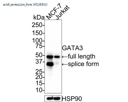 HUABIO HA601132 image 1