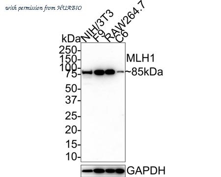 HUABIO HA601135 image 2