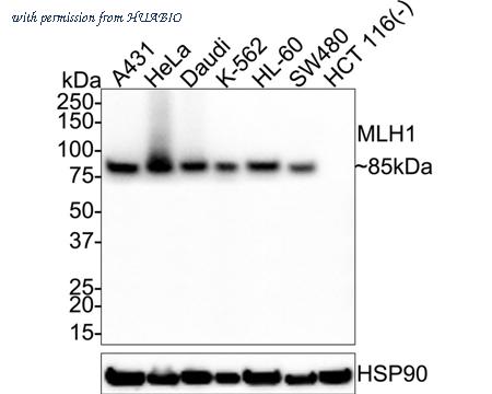 HUABIO HA601135 image 3