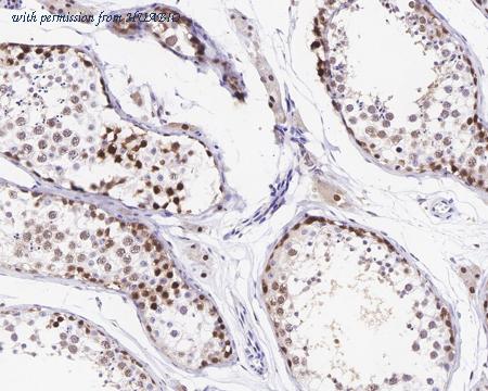 HUABIO HA601146 image 3