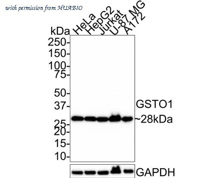 HUABIO HA601148 image 1