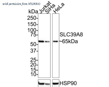 HUABIO HA601161 image 1