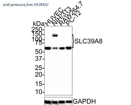 HUABIO HA601161 image 2