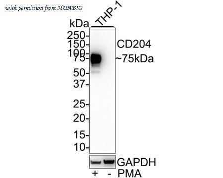 HUABIO HA601165 image 1
