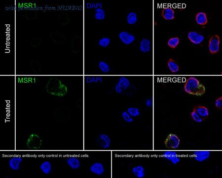 HUABIO HA601165 image 2