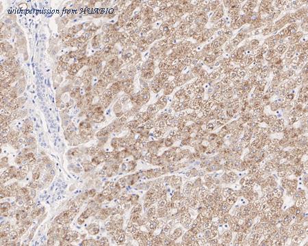 HUABIO HA601166 image 3