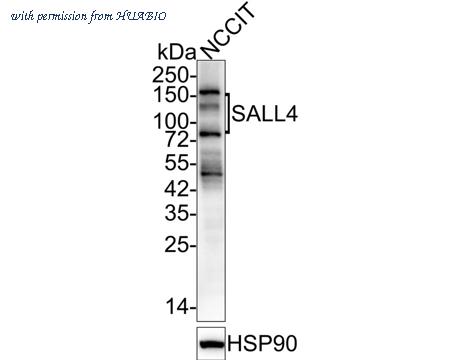 HUABIO HA601168 image 1