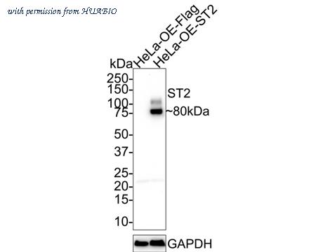 HUABIO HA601170 image 1