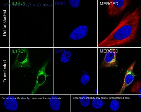 HUABIO HA601170 image 2