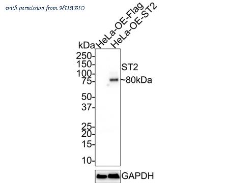 HUABIO HA601171 image 1