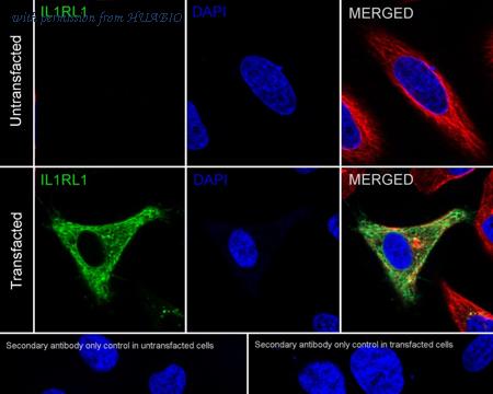 HUABIO HA601171 image 2